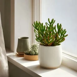 Krukkeplanter Indendørs^Crassula sukkulent plante - Crassula ovata 'Hobbit' - Højde 10-20cm - ⌀12cm