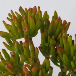Krukkeplanter Indendørs^Crassula sukkulent plante - Crassula ovata 'Hobbit' - Højde 10-20cm - ⌀12cm