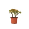 Hot Crassula sukkulent plante - Crassula ovata 'Sunset' - Højde 45-50cm - ⌀23cm Krukkeplanter Indendørs