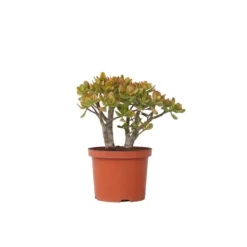 Hot Crassula sukkulent plante - Crassula ovata 'Sunset' - Højde 45-50cm - ⌀23cm Krukkeplanter Indendørs
