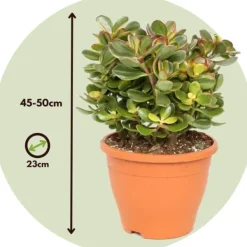 Hot Crassula sukkulent plante - Crassula ovata 'Sunset' - Højde 45-50cm - ⌀23cm Krukkeplanter Indendørs
