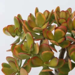 Hot Crassula sukkulent plante - Crassula ovata 'Sunset' - Højde 45-50cm - ⌀23cm Krukkeplanter Indendørs