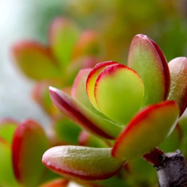 Hot Crassula sukkulent plante - Crassula ovata 'Sunset' - Højde 45-50cm - ⌀23cm Krukkeplanter Indendørs