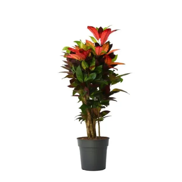 Krukkeplanter Indendørs^Croton - Codiaeum variegatum 'Mrs. Iceton' - Højde 90-100cm - Potte 27cm