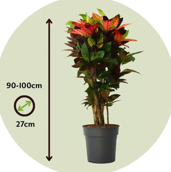Krukkeplanter Indendørs^Croton - Codiaeum variegatum 'Mrs. Iceton' - Højde 90-100cm - Potte 27cm