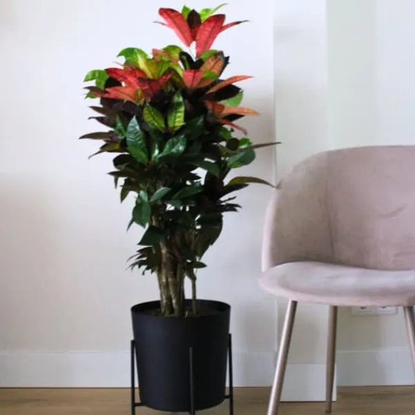 Krukkeplanter Indendørs^Croton - Codiaeum variegatum 'Mrs. Iceton' - Højde 90-100cm - Potte 27cm