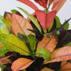 Krukkeplanter Indendørs^Croton - Codiaeum variegatum 'Mrs. Iceton' - Højde 90-100cm - Potte 27cm