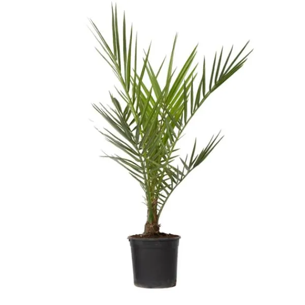 Krukkeplanter Indendørs^Daddelpalme - Phoenix canariensis - Højde 50-60cm - ⌀15cm