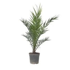 Outlet Daddelpalme - Phoenix canariensis - Højde 80-100cm - ⌀19cm Krukkeplanter Indendørs