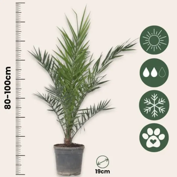 Outlet Daddelpalme - Phoenix canariensis - Højde 80-100cm - ⌀19cm Krukkeplanter Indendørs