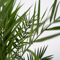 Outlet Daddelpalme - Phoenix canariensis - Højde 80-100cm - ⌀19cm Krukkeplanter Indendørs