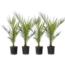 Daddelpalme - Sæt med 4 - Phoenix canariensis - Højde 50-60cm - ⌀15cm Krukkeplanter Indendørs