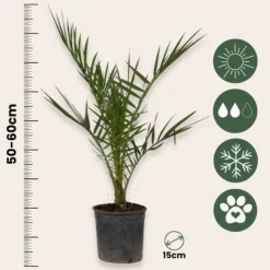 Daddelpalme - Sæt med 4 - Phoenix canariensis - Højde 50-60cm - ⌀15cm Krukkeplanter Indendørs