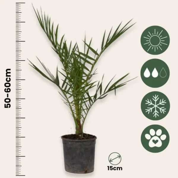 Daddelpalme - Sæt med 4 - Phoenix canariensis - Højde 50-60cm - ⌀15cm Krukkeplanter Indendørs