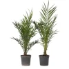 Krukkeplanter Indendørs^Daddelpalme - Sæt med 2 - Phoenix canariensis - Højde 80-100cm - ⌀19cm