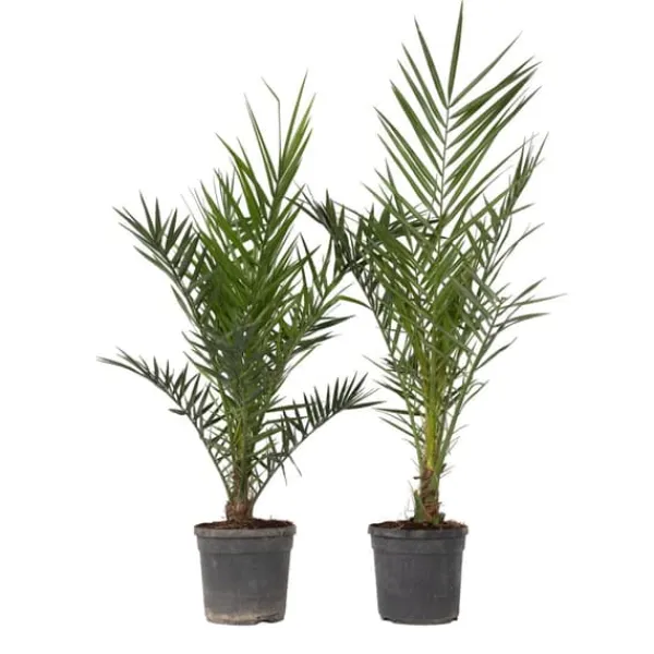 Krukkeplanter Indendørs^Daddelpalme - Sæt med 2 - Phoenix canariensis - Højde 80-100cm - ⌀19cm