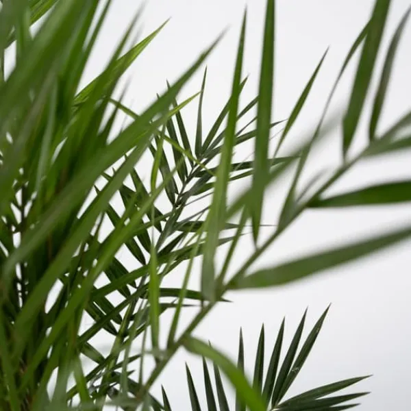 Krukkeplanter Indendørs^Daddelpalme - Sæt med 2 - Phoenix canariensis - Højde 80-100cm - ⌀19cm