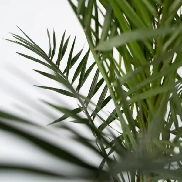 Krukkeplanter Indendørs^Daddelpalme - Sæt med 2 - Phoenix canariensis - Højde 80-100cm - ⌀19cm