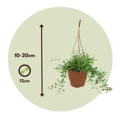 Krukkeplanter Indendørs^Delfin på snor - Senecio peregrinus - Højde 10-20cm - ⌀12cm