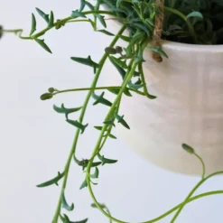 Krukkeplanter Indendørs^Delfin på snor - Senecio peregrinus - Højde 10-20cm - ⌀12cm