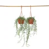 Sale Delfin på snor - Sæt med 2 - Senecio peregrinus - Højde 10-20cm - ⌀12cm Krukkeplanter Indendørs