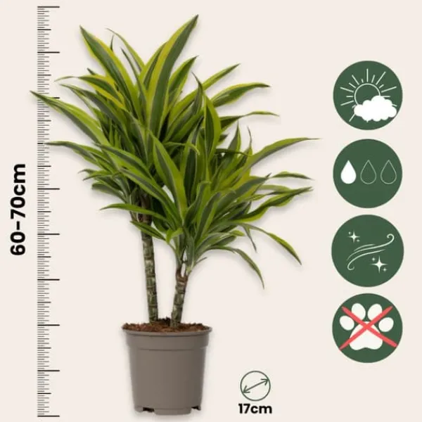 Outlet Drageplante - Dracaena deremensis 'Lemon Lime' - Højde 60-70cm - ⌀17cm Krukkeplanter Indendørs