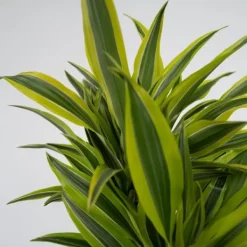Outlet Drageplante - Dracaena deremensis 'Lemon Lime' - Højde 60-70cm - ⌀17cm Krukkeplanter Indendørs