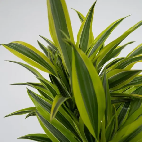 Outlet Drageplante - Dracaena deremensis 'Lemon Lime' - Højde 60-70cm - ⌀17cm Krukkeplanter Indendørs