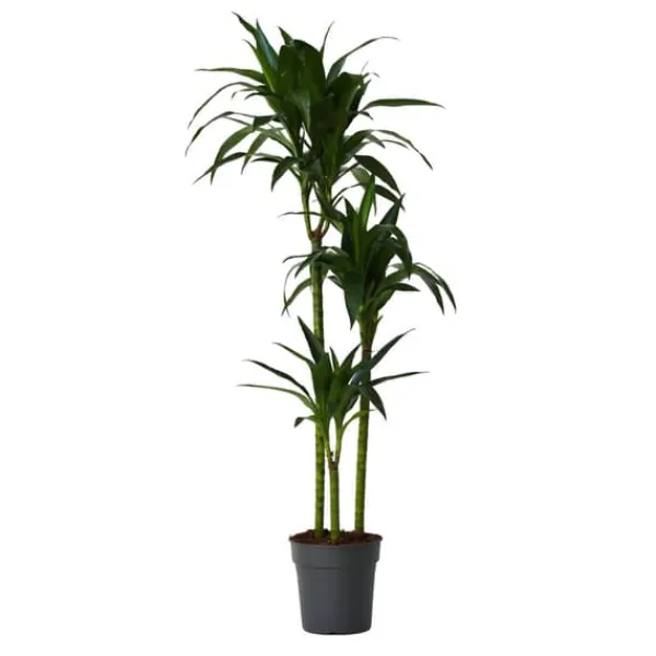 Outlet Drageplante - Dracaena deremensis 'Janet Craig' - Højde 140-150cm - ⌀24cm Krukkeplanter Indendørs