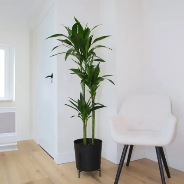 Outlet Drageplante - Dracaena deremensis 'Janet Craig' - Højde 140-150cm - ⌀24cm Krukkeplanter Indendørs