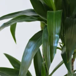Outlet Drageplante - Dracaena deremensis 'Janet Craig' - Højde 140-150cm - ⌀24cm Krukkeplanter Indendørs