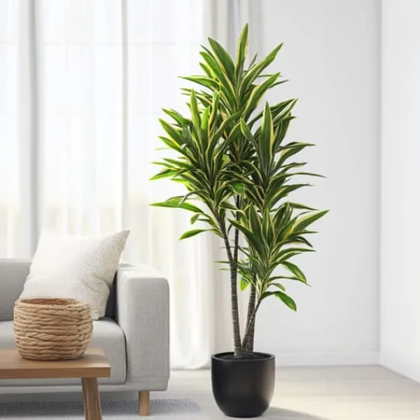 Online Drageplante - Dracaena fragrans 'Cintho' - Højde 140-150cm - ⌀24cm Krukkeplanter Indendørs