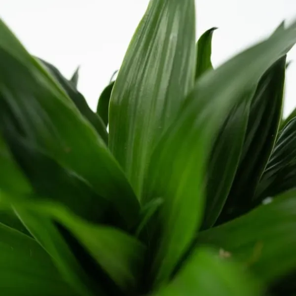 Krukkeplanter Indendørs^Drageplante - Dracaena surculosa - Højde 50-65cm - ⌀17cm