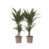 Krukkeplanter Indendørs^Drageplante - Sæt 2 - Dracaena Deremensis 'Warneckei' - Højde 60-70cm - ⌀17cm