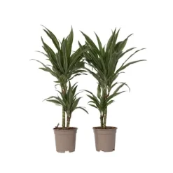 Krukkeplanter Indendørs^Drageplante - Sæt 2 - Dracaena Deremensis 'Warneckei' - Højde 60-70cm - ⌀17cm