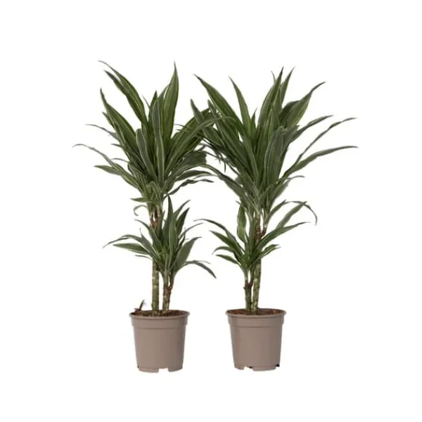 Krukkeplanter Indendørs^Drageplante - Sæt 2 - Dracaena Deremensis 'Warneckei' - Højde 60-70cm - ⌀17cm
