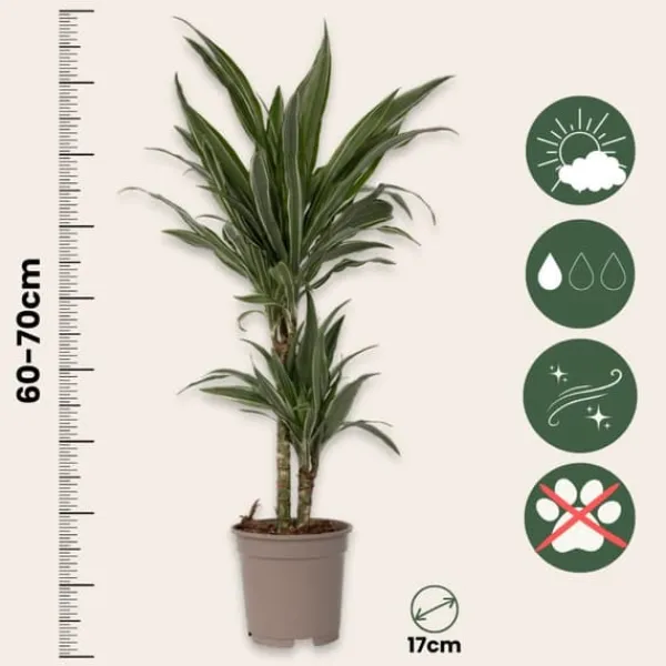 Krukkeplanter Indendørs^Drageplante - Sæt 2 - Dracaena Deremensis 'Warneckei' - Højde 60-70cm - ⌀17cm