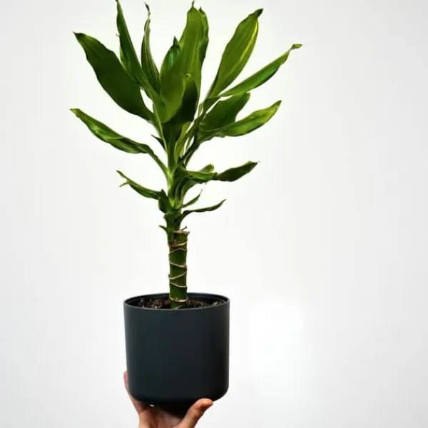 Krukkeplanter Indendørs^Drageplante - Sæt 2 - Dracaena Deremensis 'Warneckei' - Højde 60-70cm - ⌀17cm