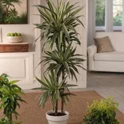 Krukkeplanter Indendørs^Drageplante - Sæt 2 - Dracaena Deremensis 'Warneckei' - Højde 60-70cm - ⌀17cm