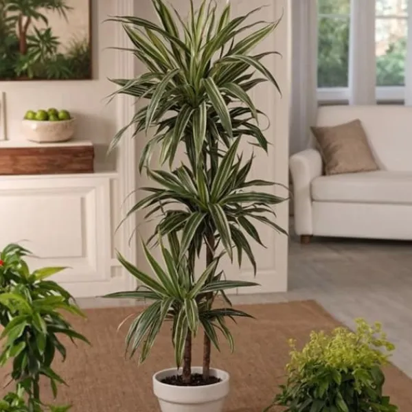 Krukkeplanter Indendørs^Drageplante - Sæt 2 - Dracaena Deremensis 'Warneckei' - Højde 60-70cm - ⌀17cm