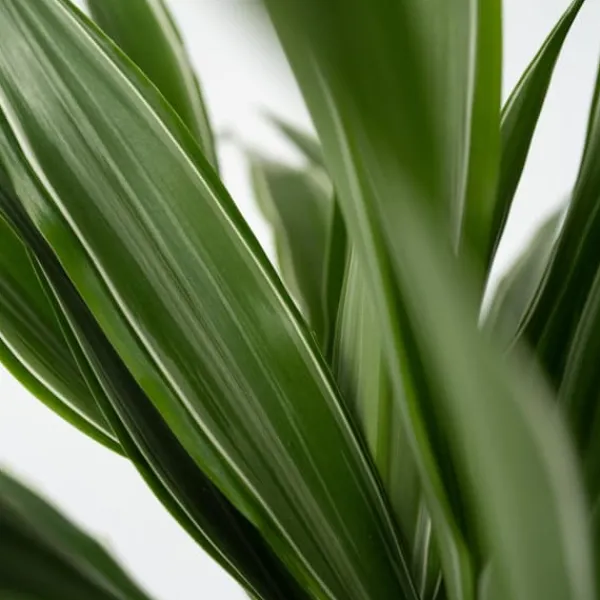 Krukkeplanter Indendørs^Drageplante - Sæt 2 - Dracaena Deremensis 'Warneckei' - Højde 60-70cm - ⌀17cm