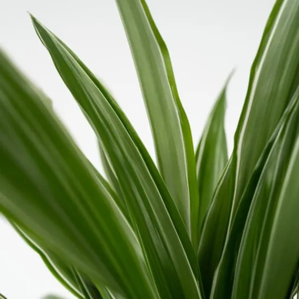 Krukkeplanter Indendørs^Drageplante - Sæt 2 - Dracaena Deremensis 'Warneckei' - Højde 60-70cm - ⌀17cm