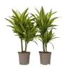 Outlet Drageplante - Sæt 2 - Dracaena deremensis 'Lemon Lime' - Højde 60-70cm - ⌀17cm Krukkeplanter Indendørs