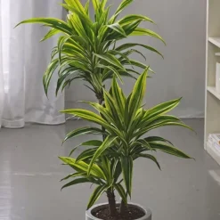 Outlet Drageplante - Sæt 2 - Dracaena deremensis 'Lemon Lime' - Højde 60-70cm - ⌀17cm Krukkeplanter Indendørs