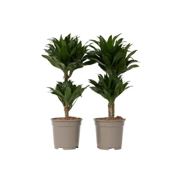 Clearance Drageplante - Sæt med 2 - Dracaena surculosa - Højde 50-65cm - ⌀17cm Krukkeplanter Indendørs