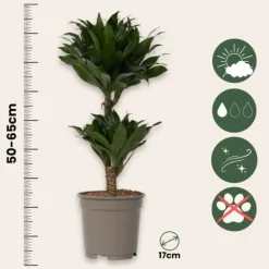 Clearance Drageplante - Sæt med 2 - Dracaena surculosa - Højde 50-65cm - ⌀17cm Krukkeplanter Indendørs