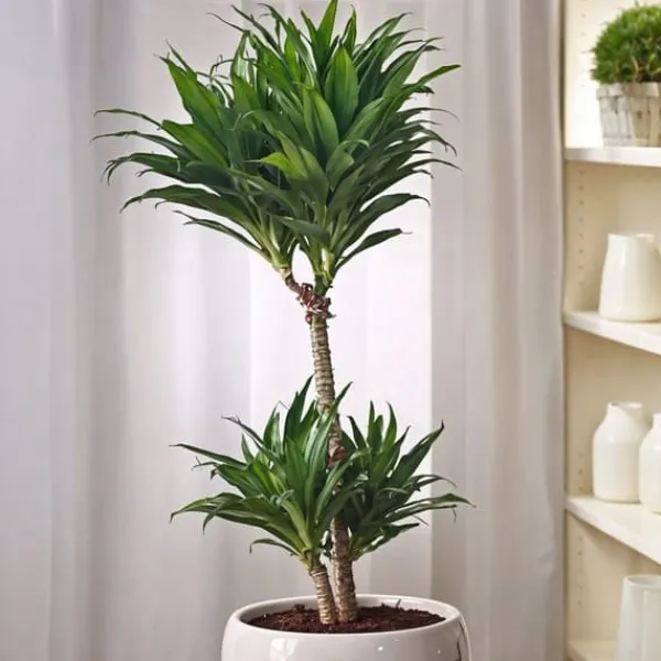Clearance Drageplante - Sæt med 2 - Dracaena surculosa - Højde 50-65cm - ⌀17cm Krukkeplanter Indendørs