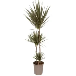 Krukkeplanter Indendørs^Drageplante drageblodstræ - Dracaena 'Bicolor' - Højde 110-130cm - ⌀24cm