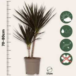 Krukkeplanter Indendørs^Drageplante drageblodstræ - Sæt 2 - Dracaena 'Magenta' - Højde 70-80cm - ⌀17cm