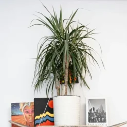Krukkeplanter Indendørs^Drageplante drageblodstræ - Sæt 2 - Dracaena 'Magenta' - Højde 70-80cm - ⌀17cm